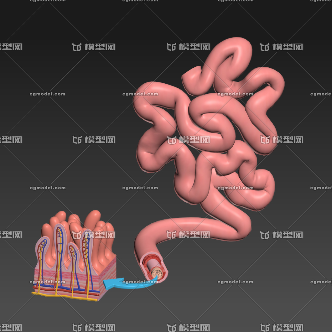 小肠内部3d模型 医学解剖模型 虚拟现实模型 带内部绒毛结构