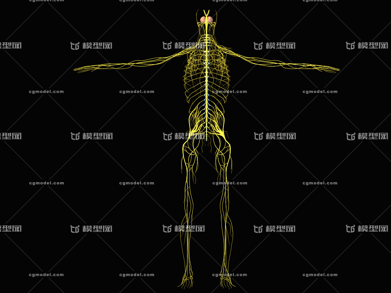 医学动画 人体神经系统 人体器官 人体结构 人体组织 生物力学