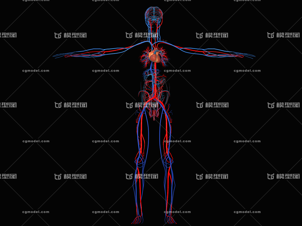 医学动画 人体血管系统 人体组织 人体器官 人体结构 生物力学 康复