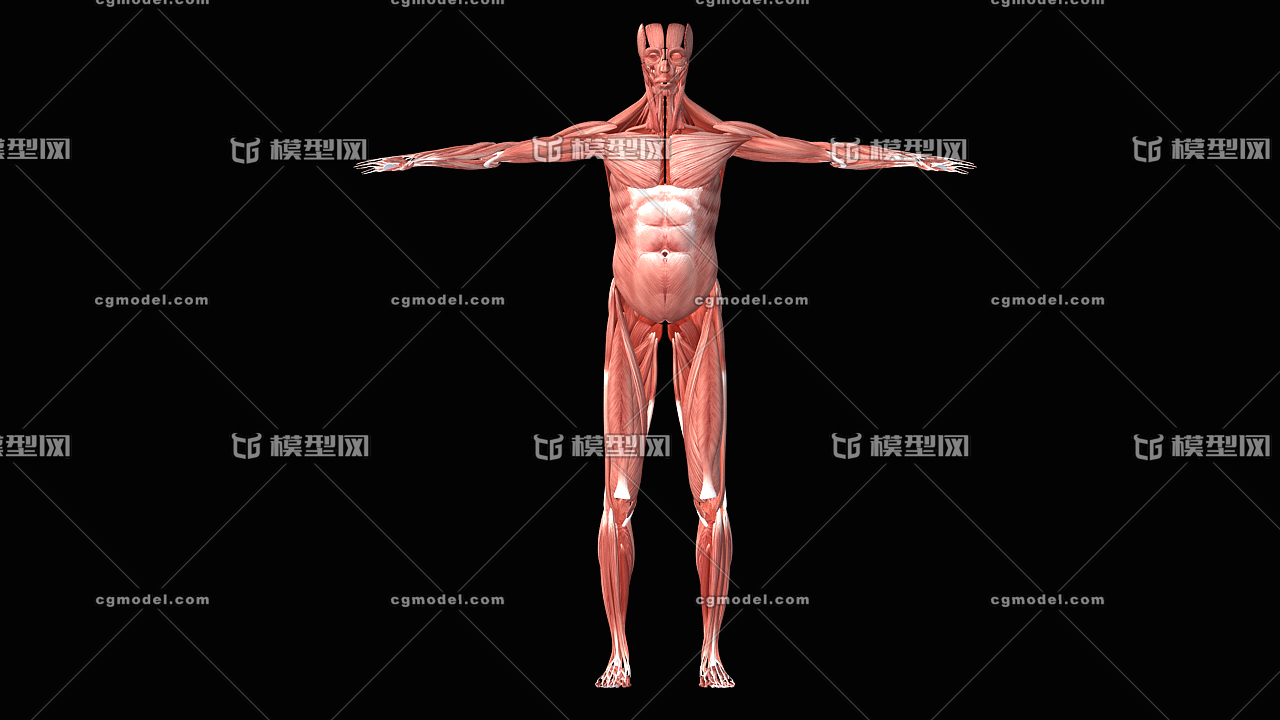 医学动画 人体全身肌肉模型 人体组织 人体器官 人体结构 生物力学