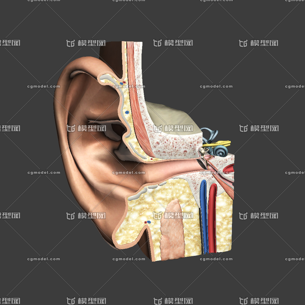 耳朵结构模型 耳部剖面 医学组织模型 虚拟现实3d模型