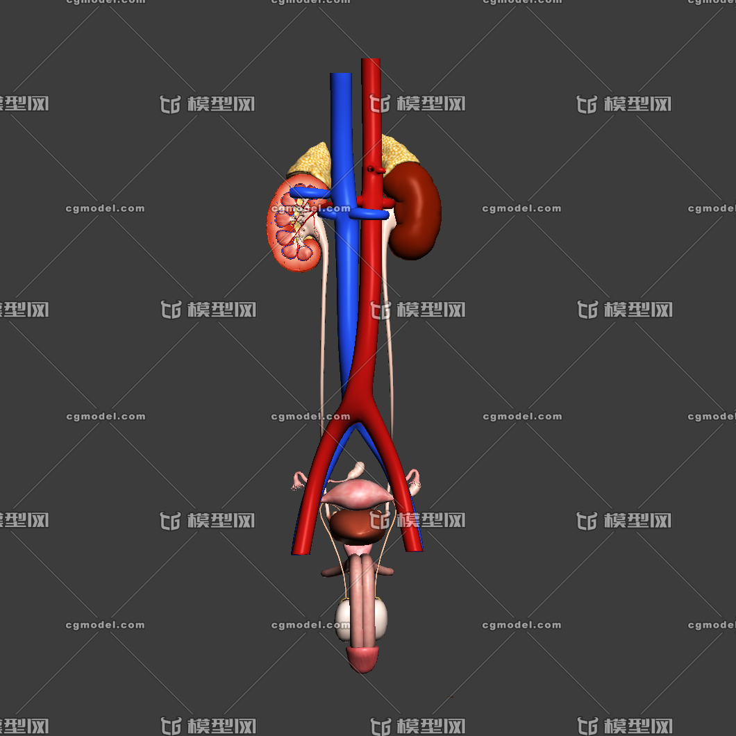 泌尿系统解剖模型 男性泌尿系统 生殖系统 肾内部模型 虚拟现实3d模型