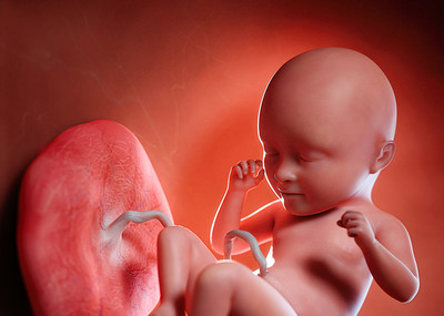 胎儿32-35周 带骨骼动画 体内发育阶段模型 婴