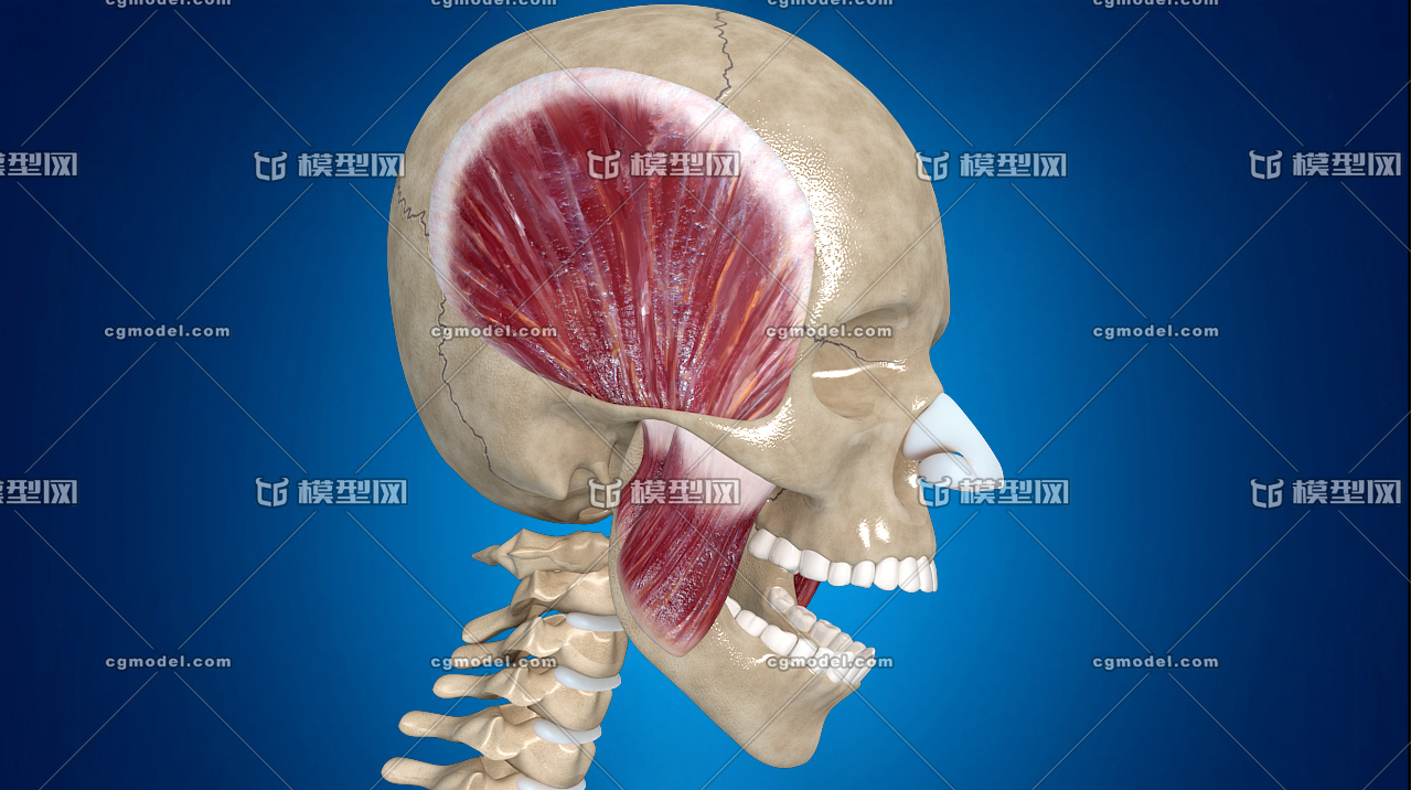 医学动画,头部肌肉运动,张嘴肌肉运动,人_医学动画作品_人物男人_cg