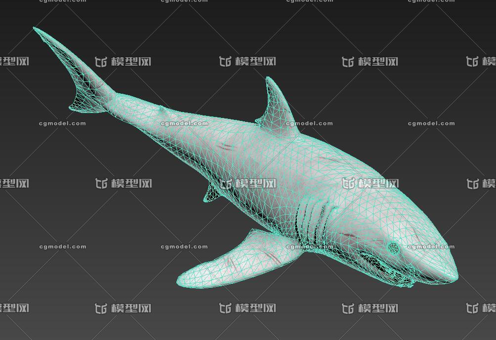 白化灰鲭鲨 次世代鲨鱼 海洋 青鲨 大白鲨