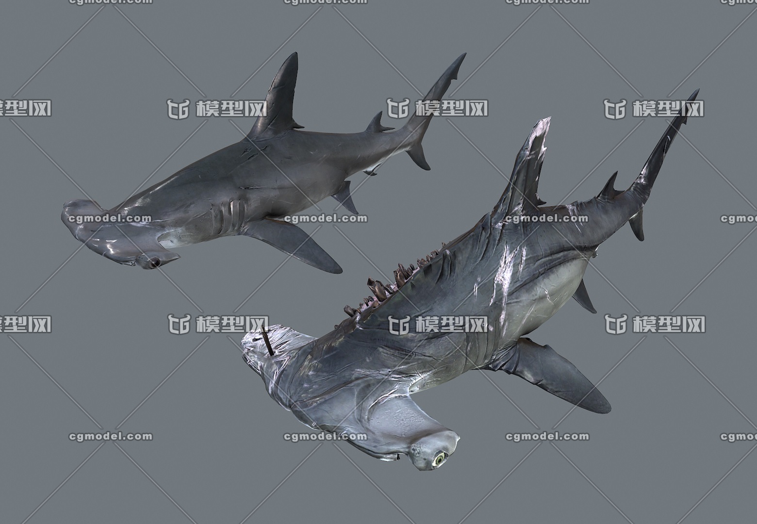 受重伤的锤头鲨 双鬓鲨 次世代 海洋鲨鱼 鱼类 hammerhead shark