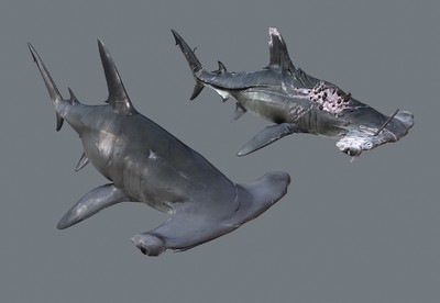 受重伤的锤头鲨 双鬓鲨 次世代 海洋鲨鱼 鱼类 hammerhead