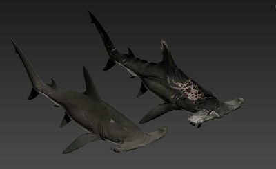 受重伤的锤头鲨 双鬓鲨 次世代 海洋鲨鱼 鱼类 hammerhead
