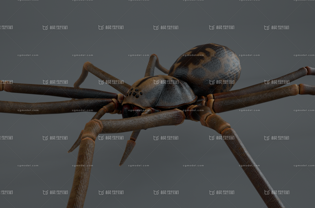 超写实蜘蛛模型 带绑定 长腿蜘蛛