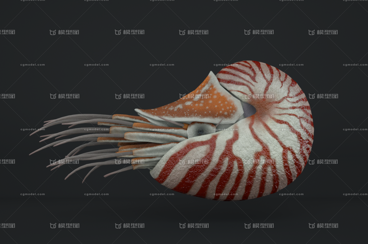 鹦鹉螺带绑定 海洋生物 海洋软体动物