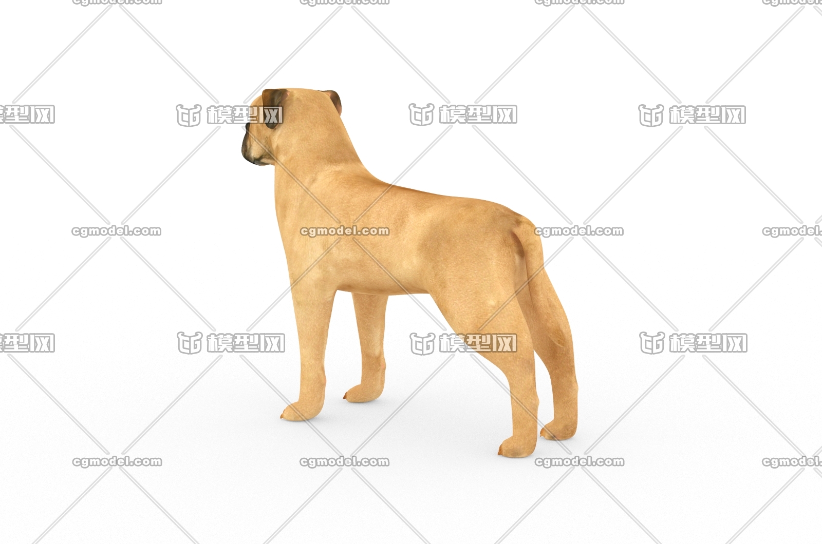 斗牛犬3d模型 Cg模型网 Cgmodel 三维设计师交流互动平台 专注多品类3d模型下载 原创作品分享 软件学习