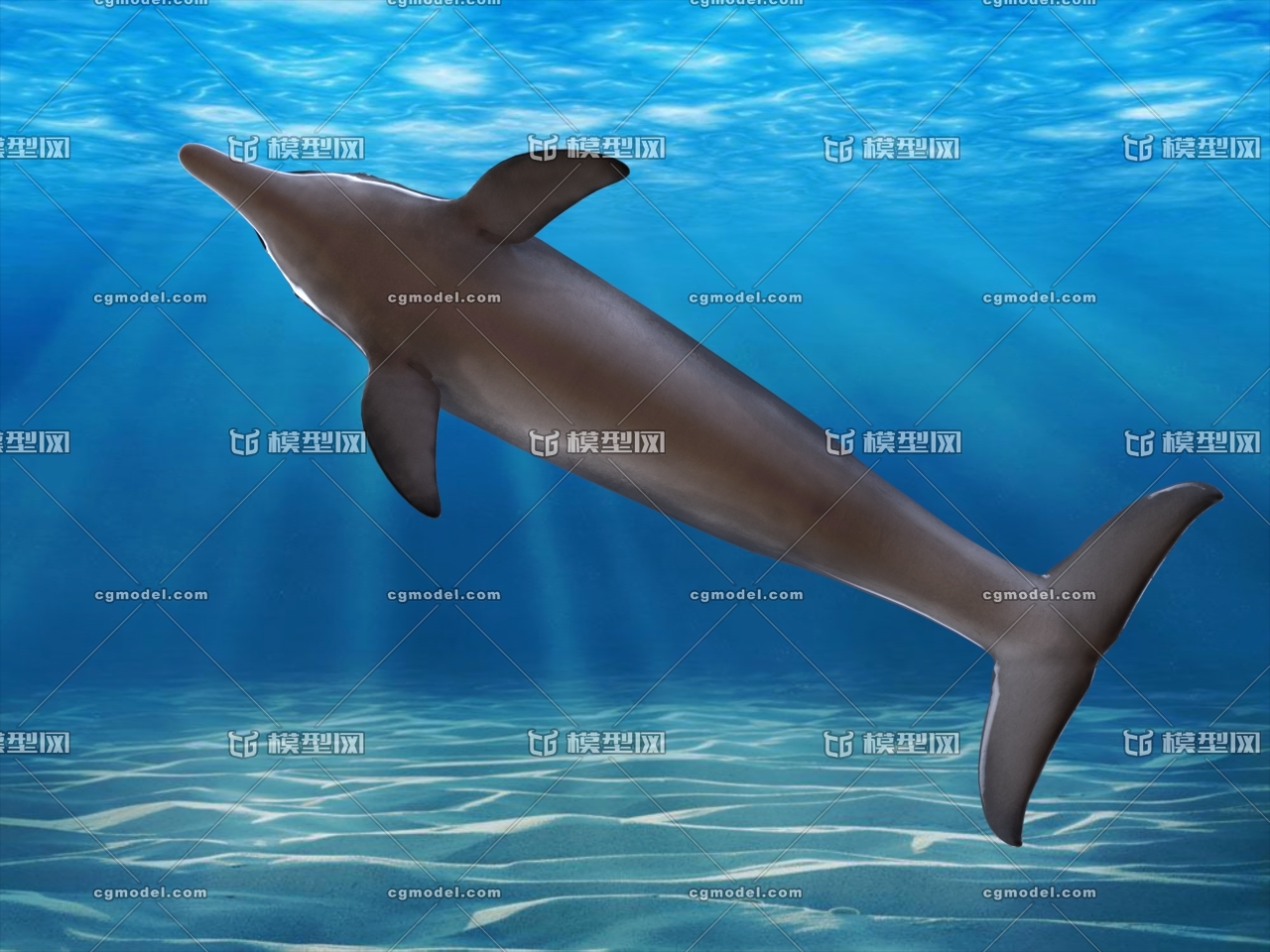 【带骨骼】海豚