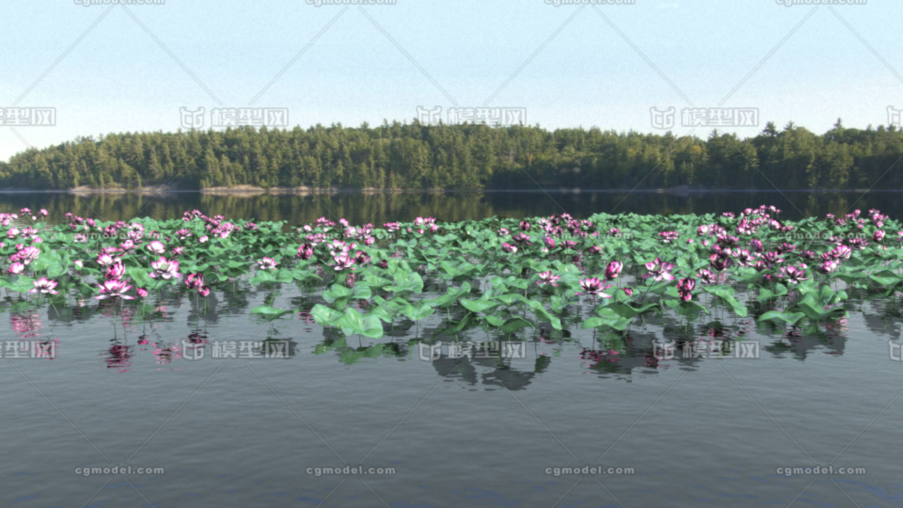 莲花 荷花 荷塘 荷花池 莲花特写 生态湖面 池塘 公园水景 湖景 莲花