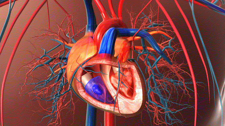 医学动画,人体心脏,人体血管系统,血液循环,动脉,静脉,血液交换,心脏