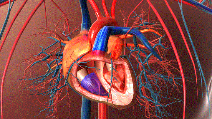 血液循环,动脉,静脉,血液交换,心脏,营养物质,医学动画