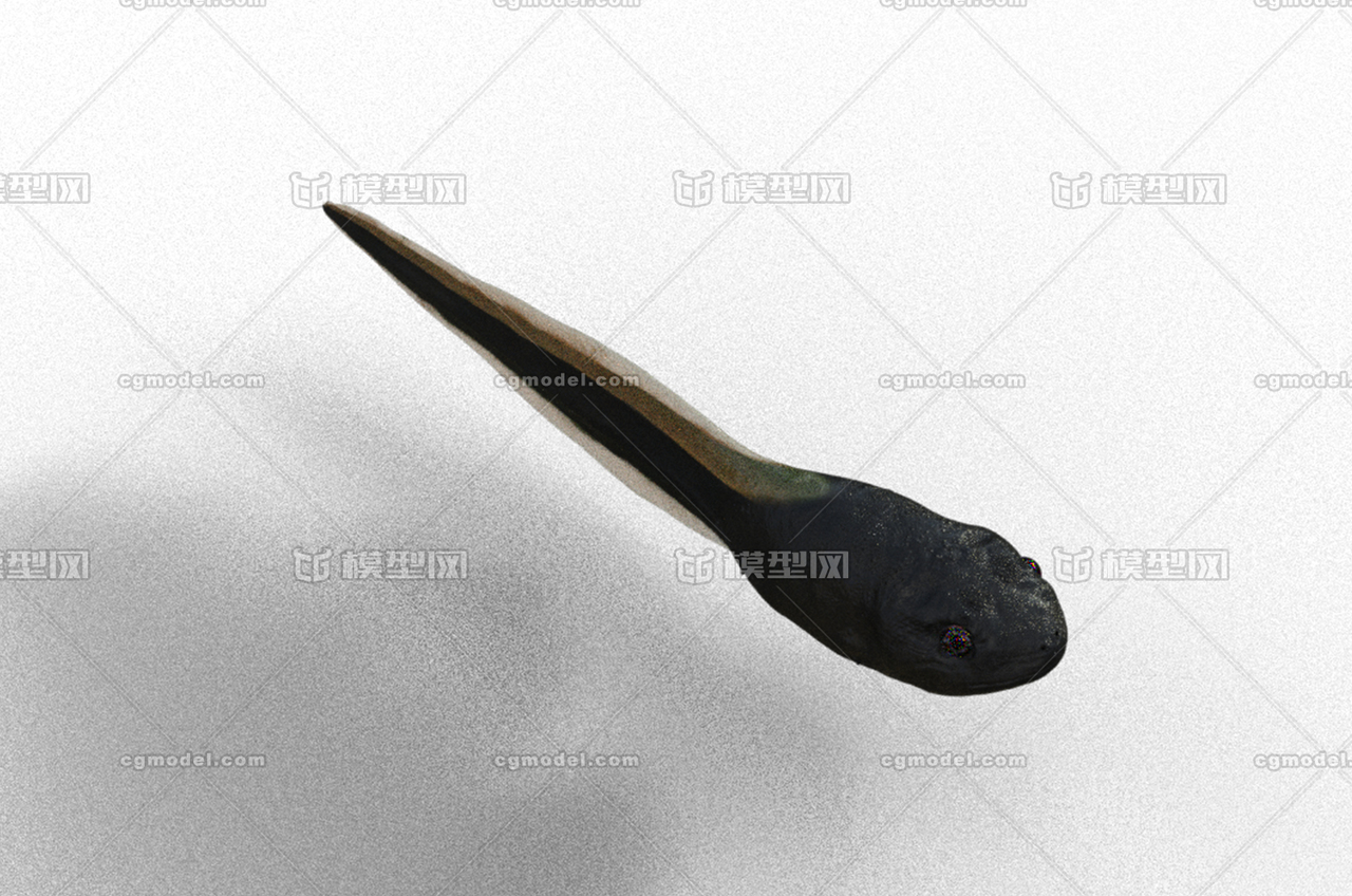 蝌蚪 青蛙卵 蟾蜍卵 娃卵 卵子 青蛙 蛤蟆 异形