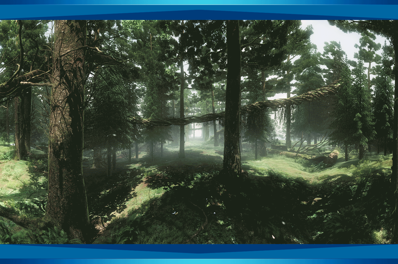 原始森林 vr全景 三维场景 生态绿色 自然场景 黑森林 树木 花草 无缝