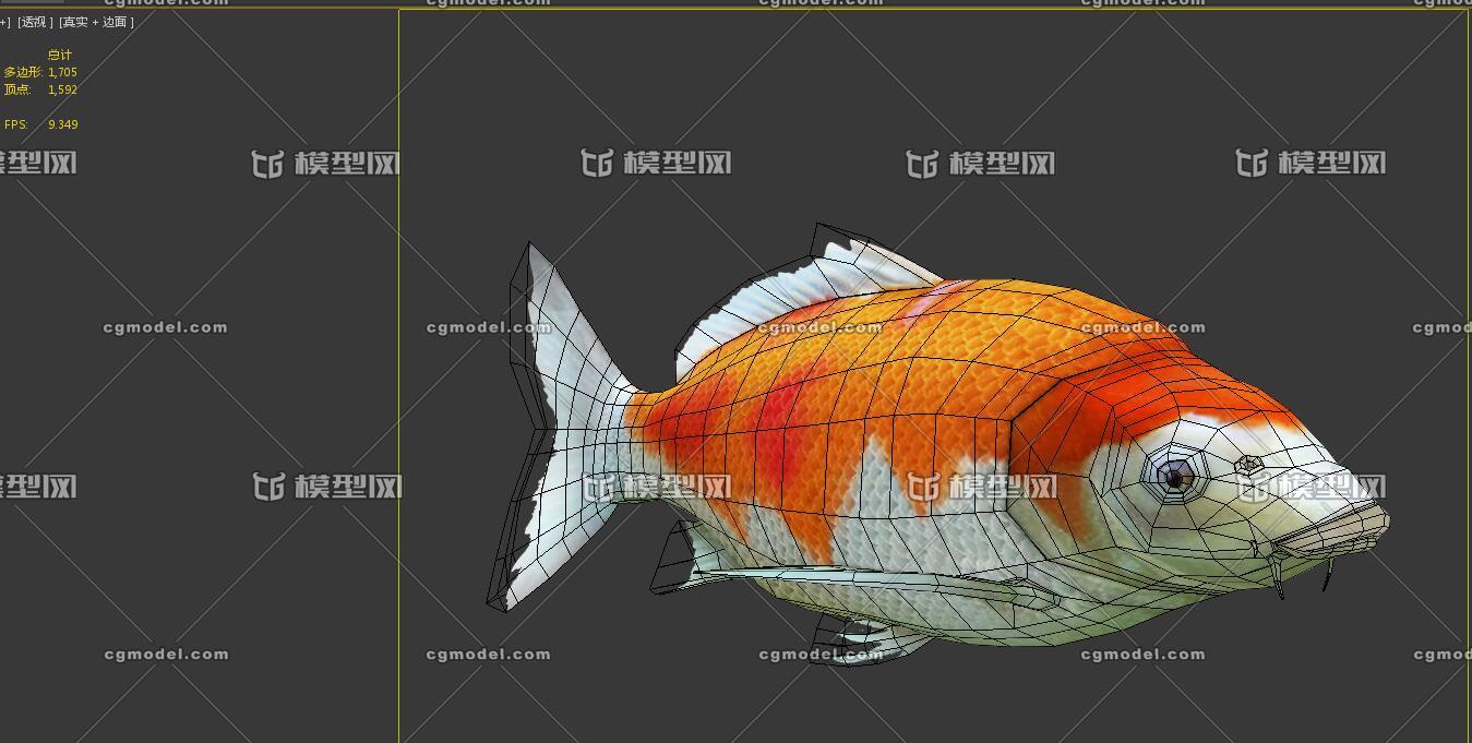 红鲤鱼 骨骼绑定动画, 鲤鱼, 观赏鱼, 淡水鱼, 鱼缸中