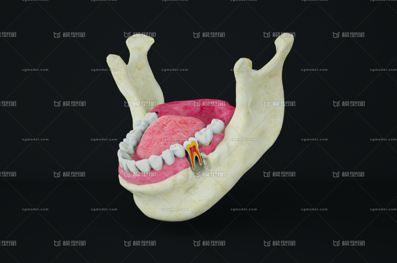 牙齿内部结构 牙齿剖面 口腔内部 口腔结构 人体器官模型 医学模型