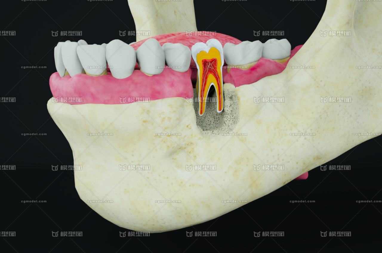 牙齿内部结构 牙齿剖面 口腔内部 口腔结构 人体器官模型 医学模型