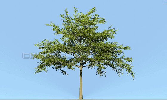 5棵动态小叶榄仁树,绝佳规划景观园林行道树种