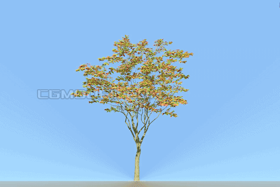 树5棵,园林景观树行道树景观规划设计广场树,南北方树种,精模有gif