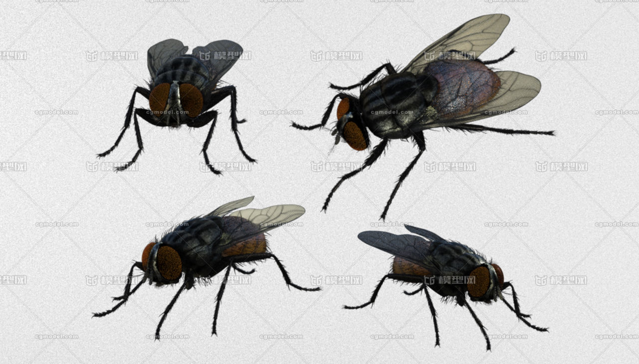 【高精度】写实苍蝇带骨骼 蝇子 昆虫 垃圾 粪便 害虫