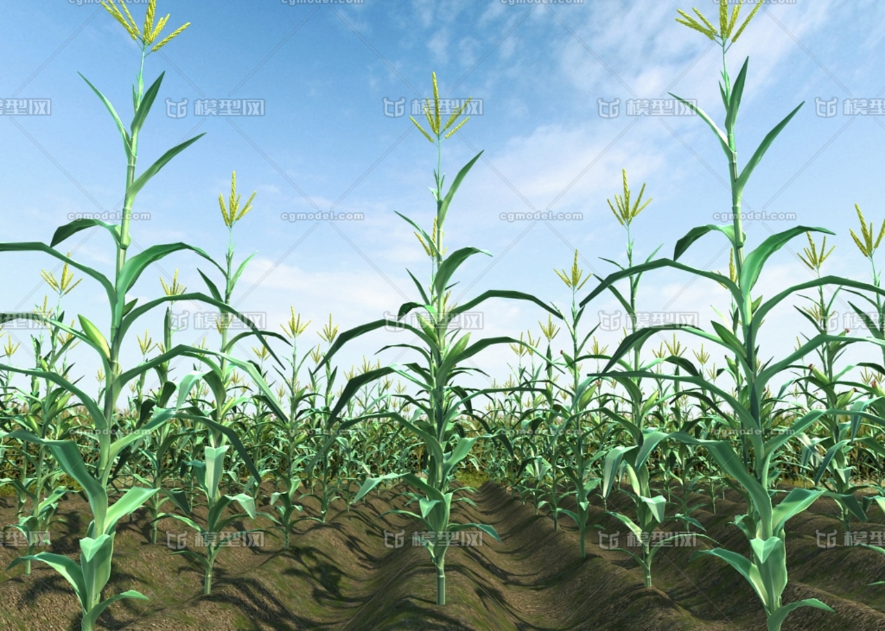 写实玉米生长动画场景,玉米地,玉米,苞米,玉米生长,生长动画,植物,田