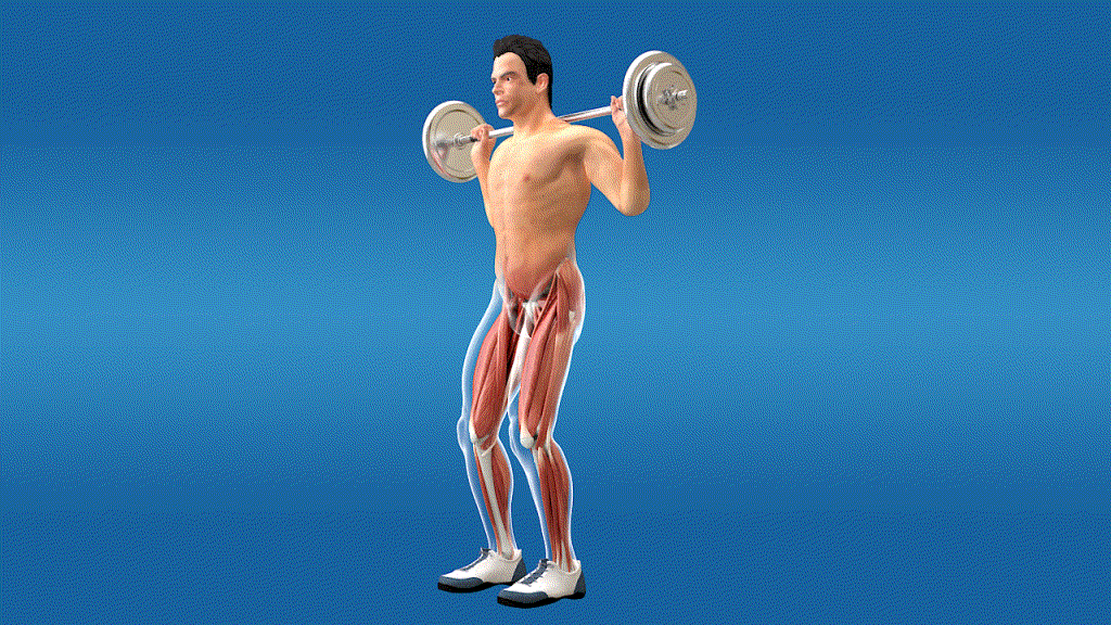 医学动画 人体肌肉运动 健身运动 上肢运动 人体解剖 生物力学 骨骼