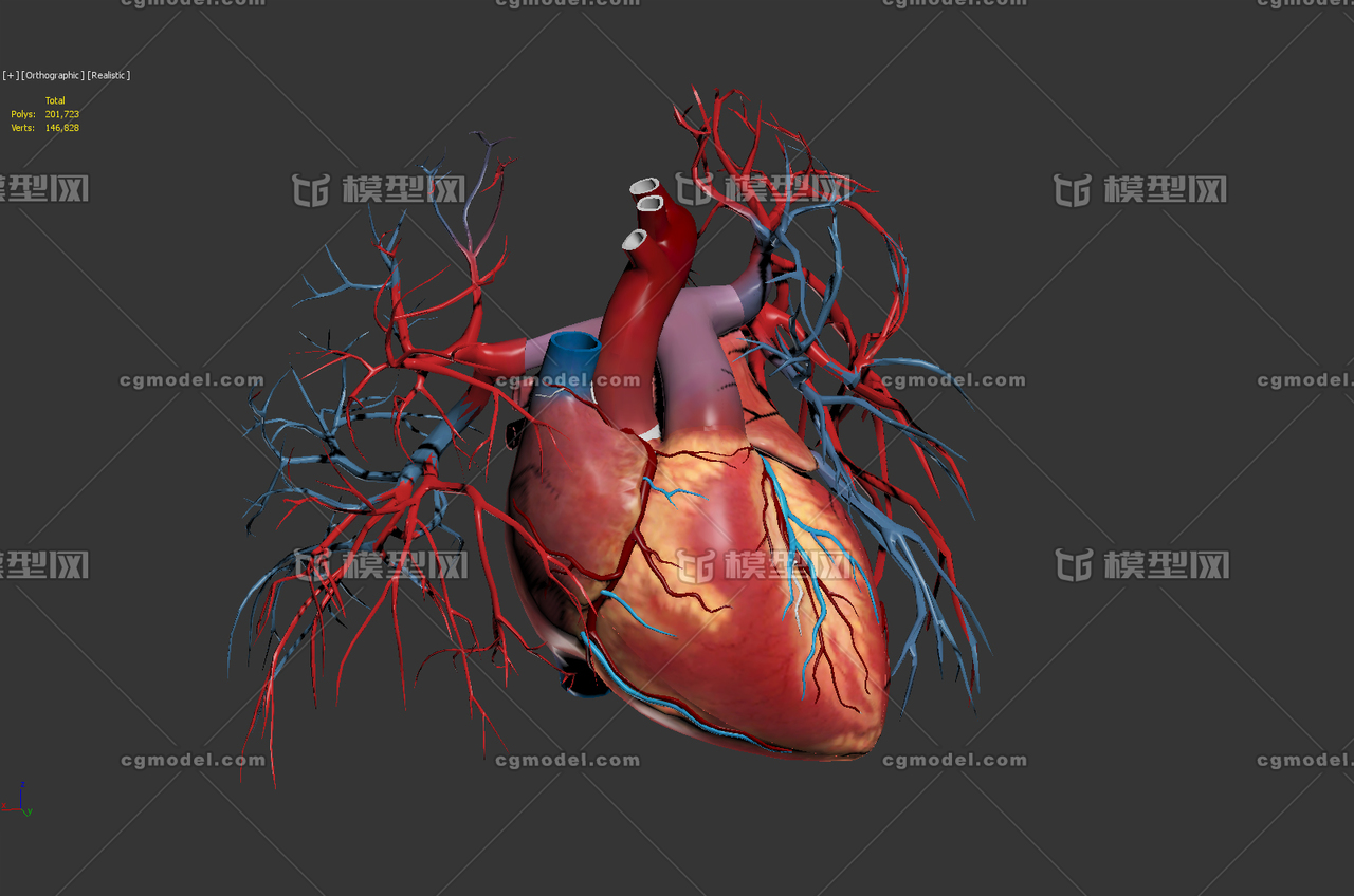 心脏 人体器官 高精度心脏剖面 内部 虚拟现实3d模型