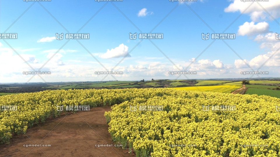 油菜花海 油菜花田 春天油菜花 农田 商路 小路 小道 小径 场景