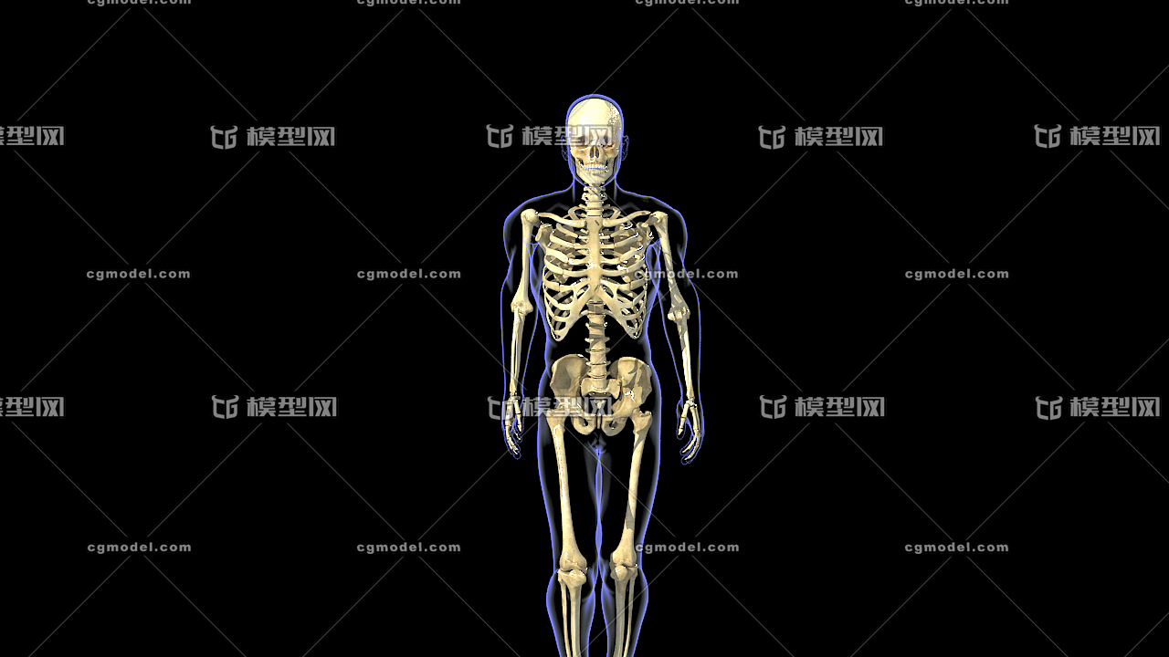 医学动画 人体骨骼 骨骼x光片 骨骼系统 骨骼走路 骨小梁,骨质疏松 骨