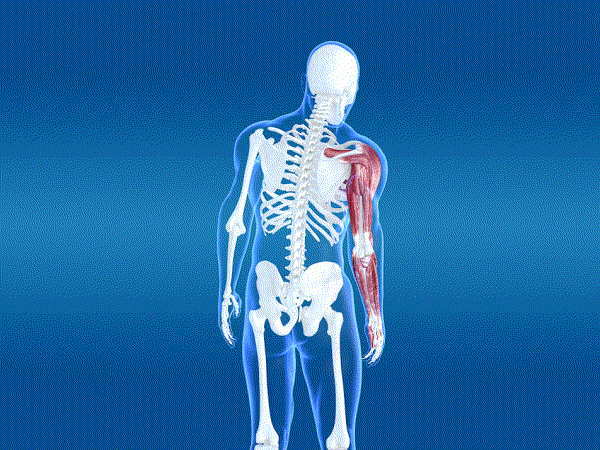 医学动画 人体结构 矢状面 冠状面 水平面 人体解刨 人体骨骼 屈伸 环