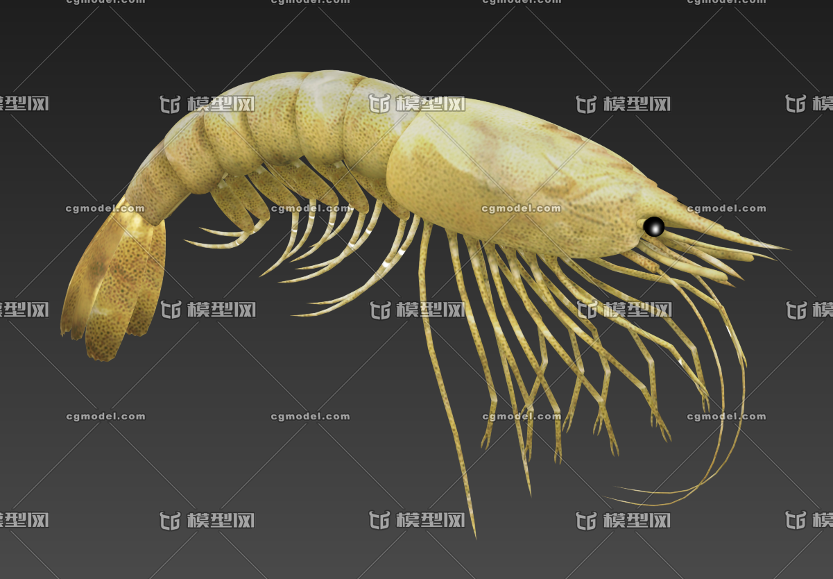 超精细虾 青虾 动物 淡水动物 河虾