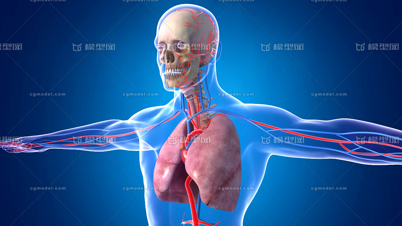 医学动画 人体肺部 呼吸系统 气管 支气管 呼吸作用 心脏跳动,肺部