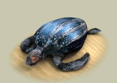 海滩动物系列 海龟 棱皮龟 写实大龟 大乌龟 深海龟
