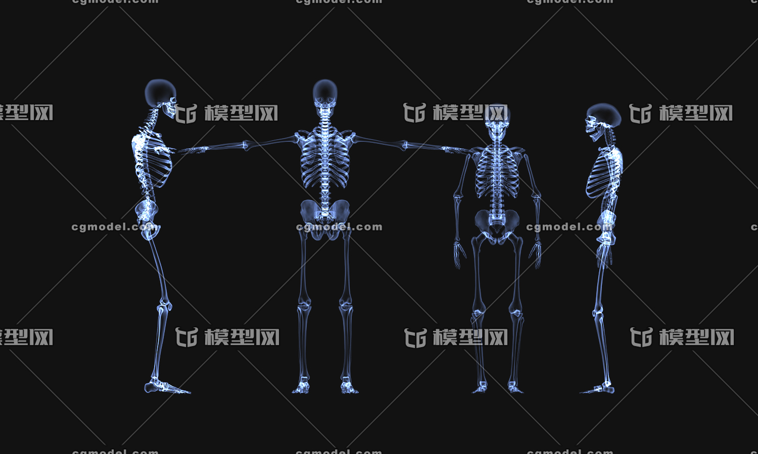 医学动画 人体骨骼  x光片 ct透视  拍片  医学模型 小白 骨骼系统