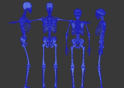 医学动画 人体骨骼 x光片 ct透视 拍片 医学模型 小白 骨骼系统,人体