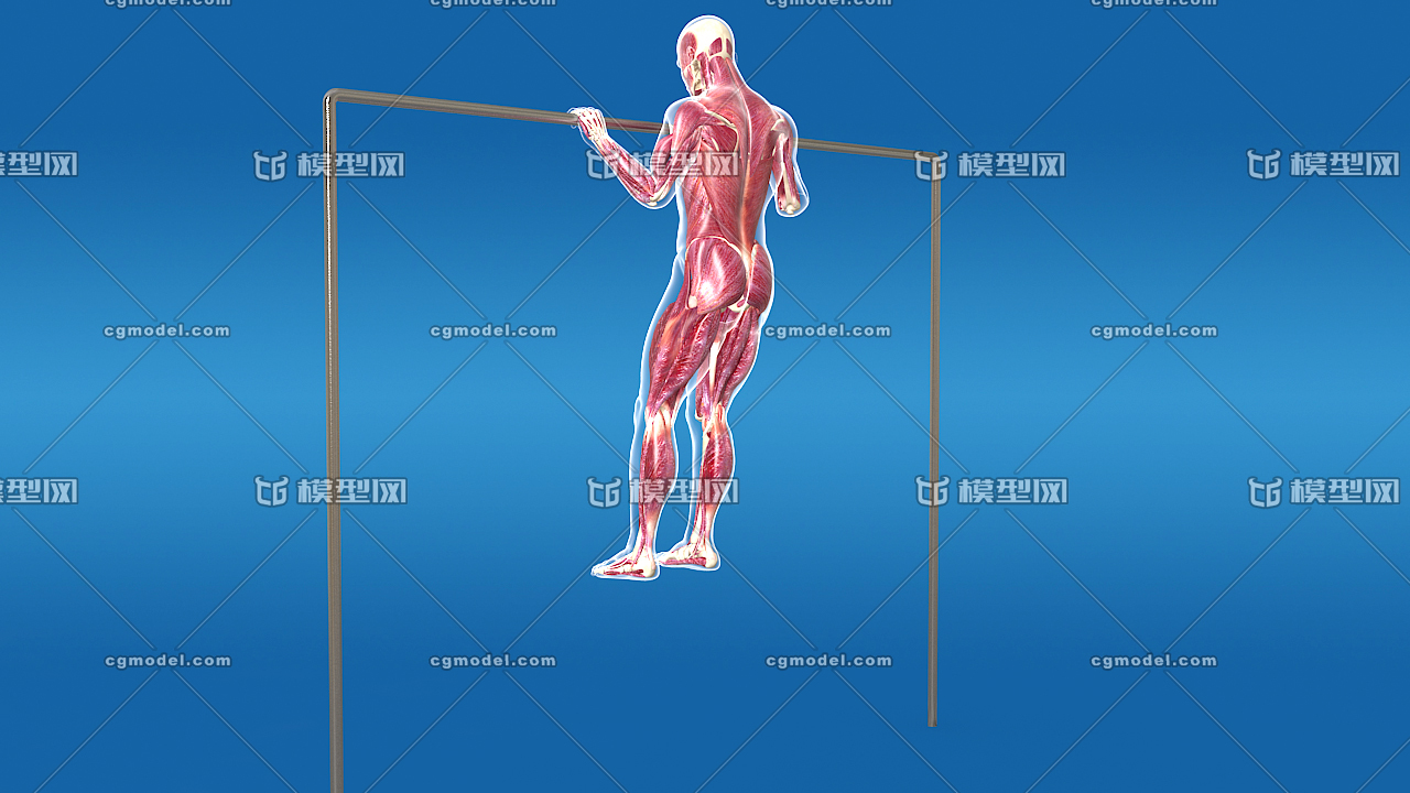 医学动画 单杠引体向上 人体肌肉运动,健身运动,人体解剖学,生物力学