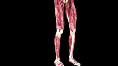 医学动画 单杠卷腹运动 肌肉运动,健身运动,解剖学,生物力学