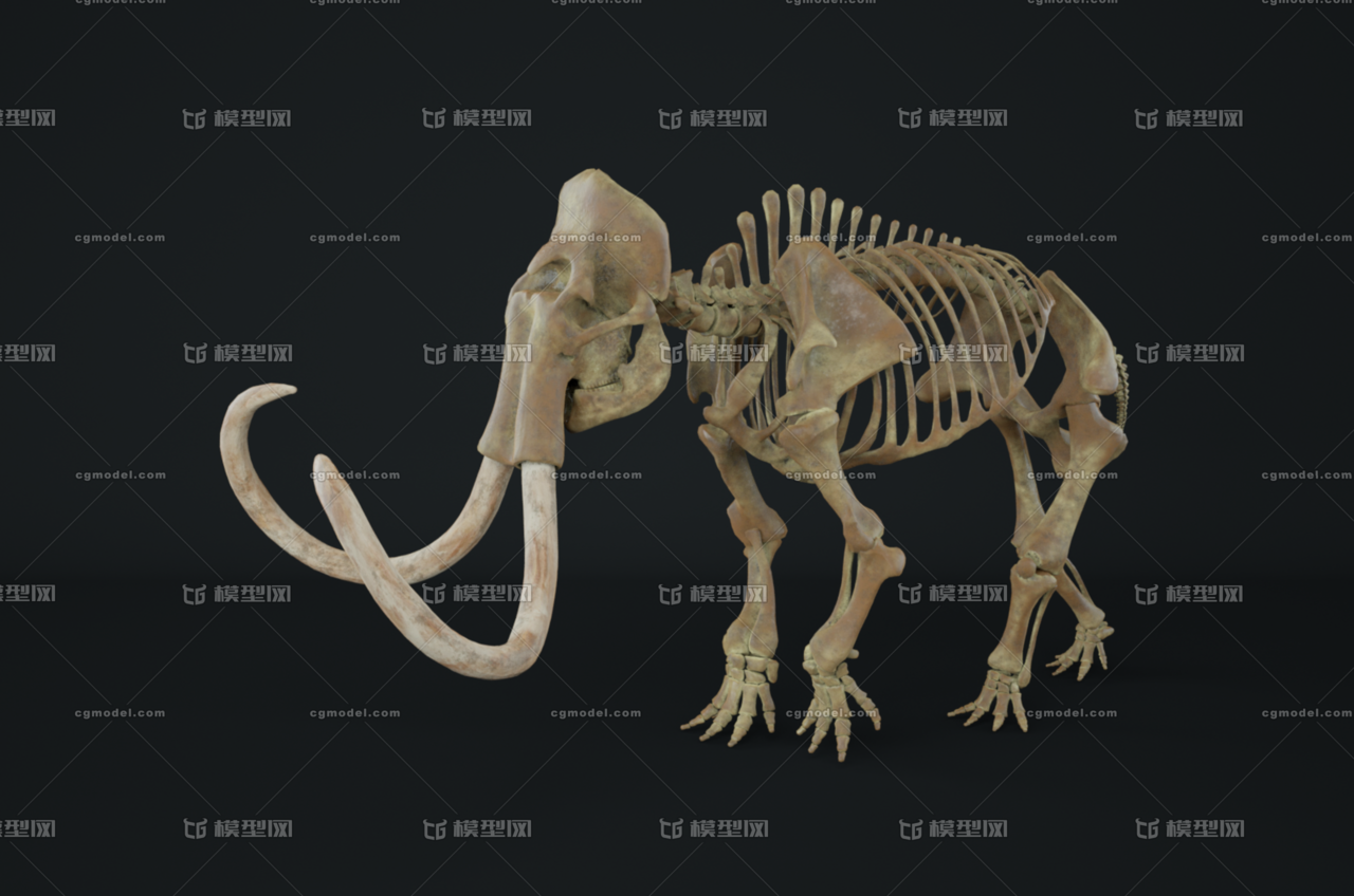 长毛象骨架 骨骼 骨架 解剖 动物骨架 写实 精细贴图