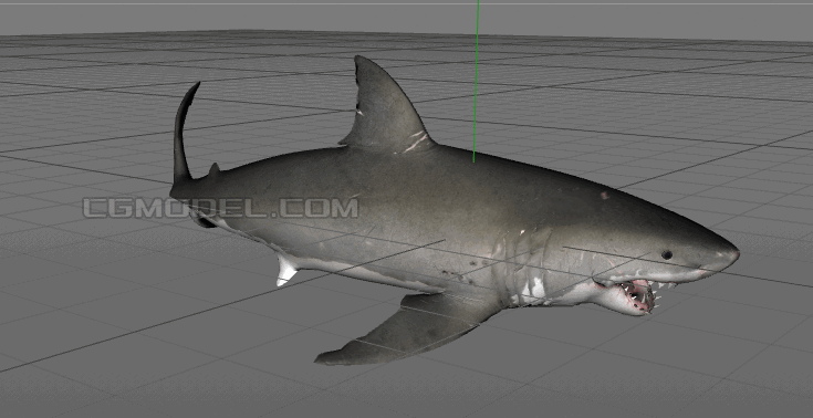 鲨鱼大白鲨fbx maya max c4d有骨骼带动画