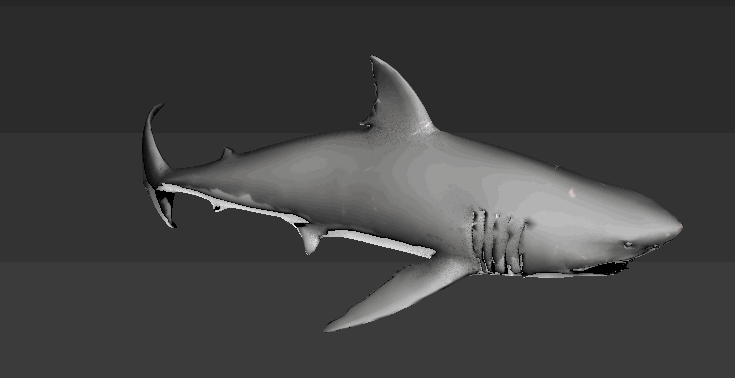 鲨鱼大白鲨fbx maya max c4d有骨骼带动画