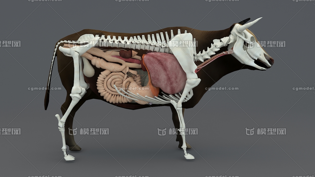 黄牛 牛的内脏器官 牛的骨骼 牛内脏 老黄牛 哺乳动物