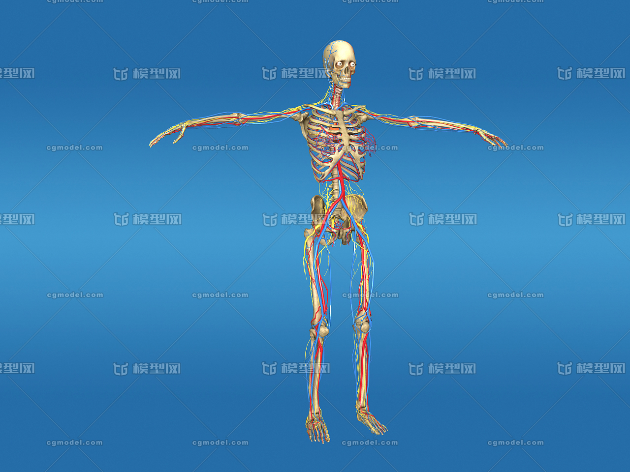 医学动画 人体透视,x射线,x光片 人体线框图 人体结构