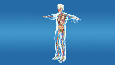 医学动画 人体透视,x射线,x光片 人体线框图 人体结构 人体解刨 医学