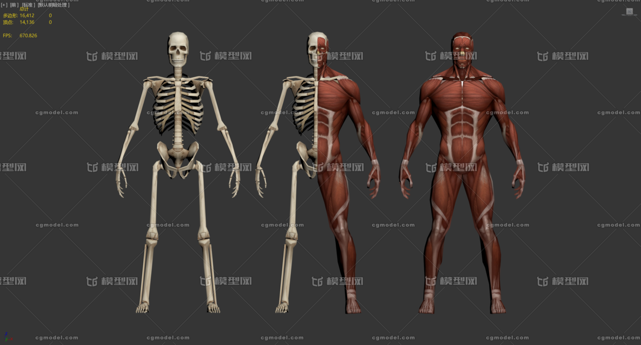 人体骷髅模型 简模 精细贴图