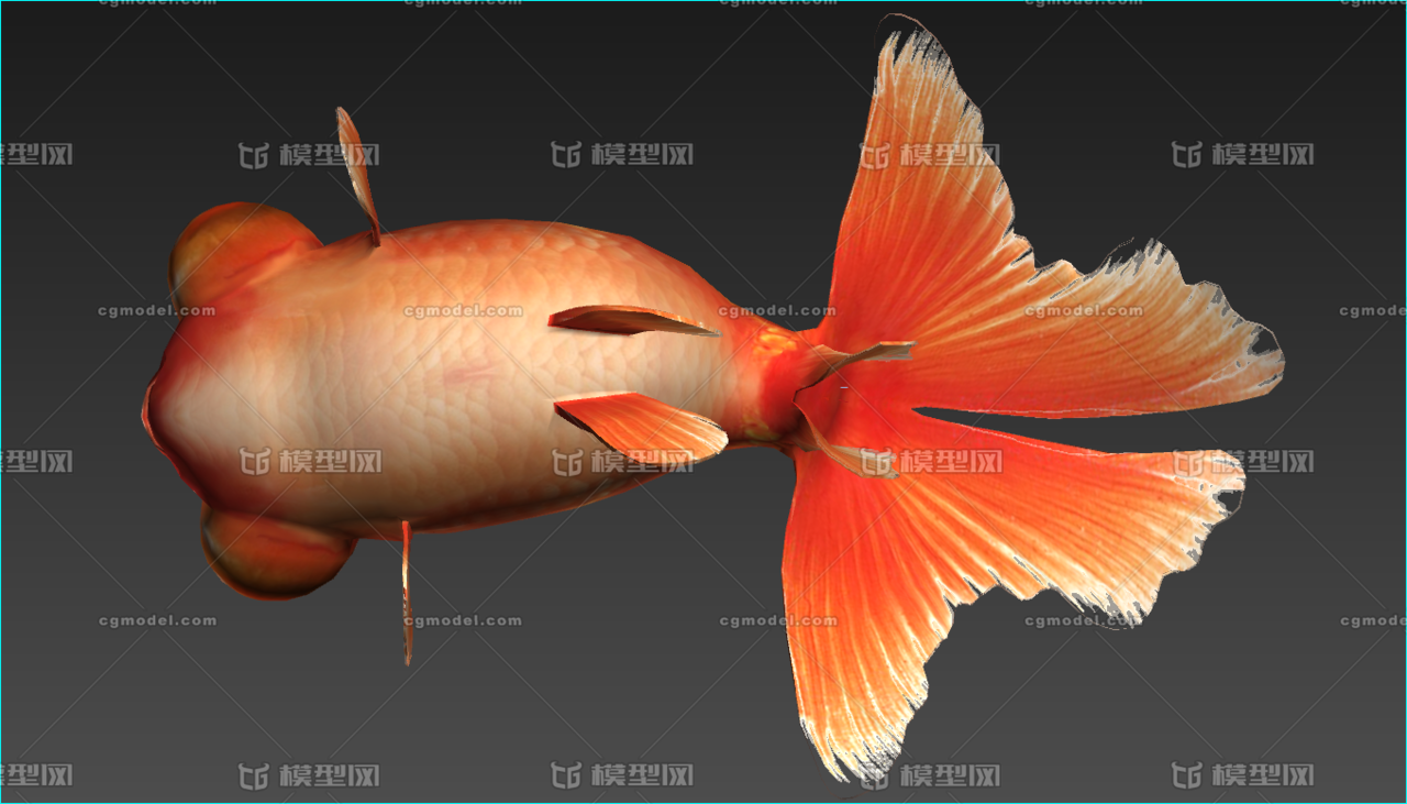 红望天鱼有动作 金鱼 望天鱼 鲤鱼 写实_szx0317作品_动物鱼类_cg模型