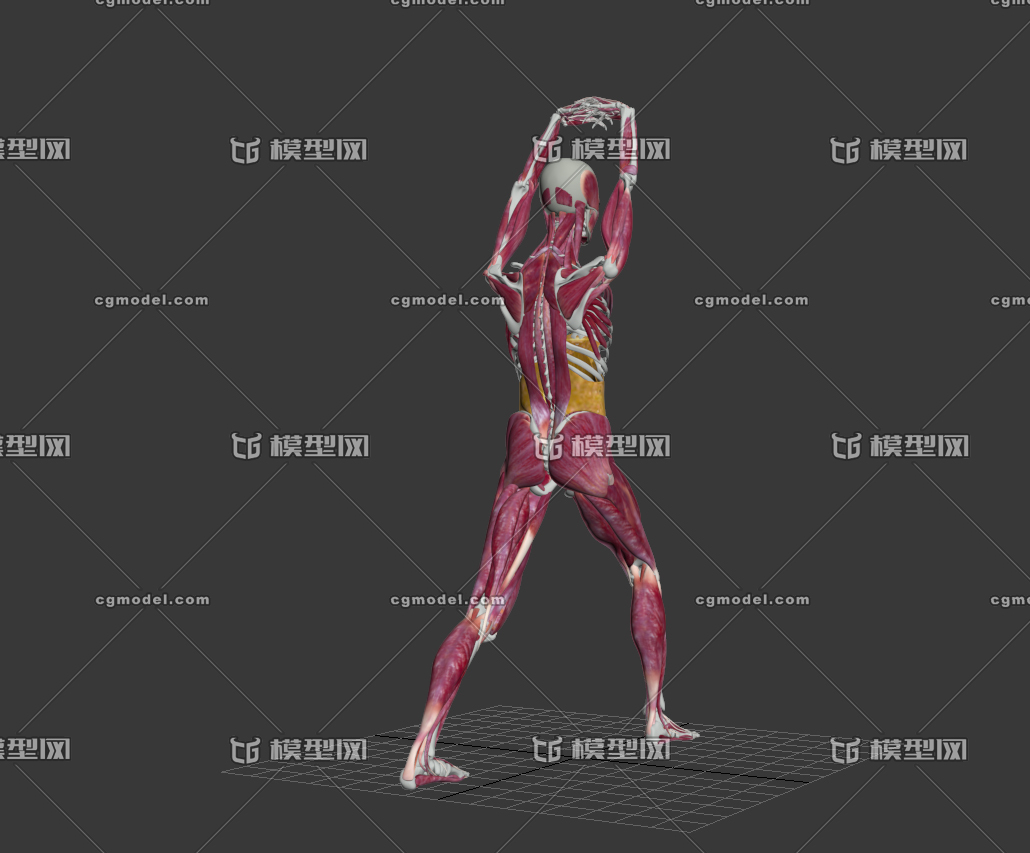 医学动画 侧弯腰 人体脊柱 人体肌肉运动,健身运