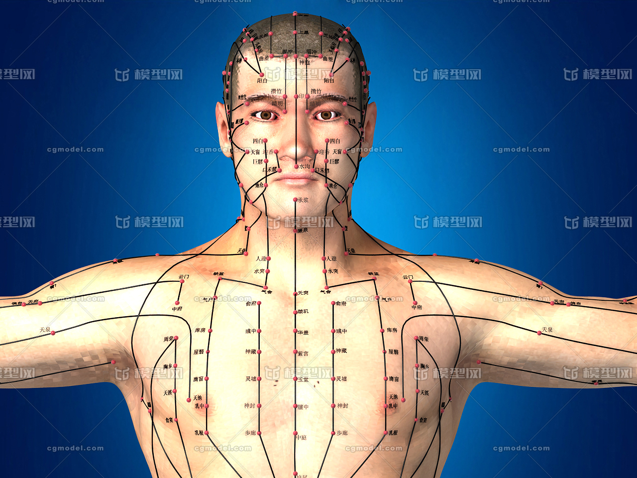 医学动画,人体经络,任督二脉,经脉,穴位,穴道,中医经络,针灸,医学模型